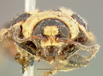 Media type: image;   Entomology 5029 Aspect: head frontal view